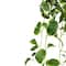 22" Variegated Hoya Bush by Ashland®